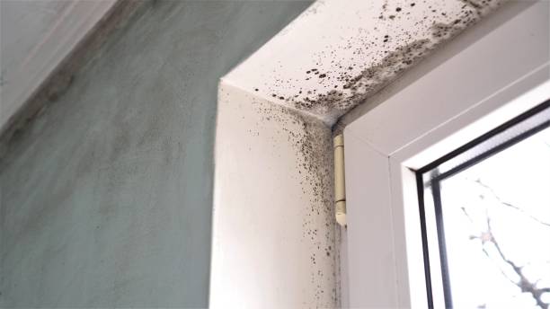 Best Attic Mold Removal  in Alliance, NE