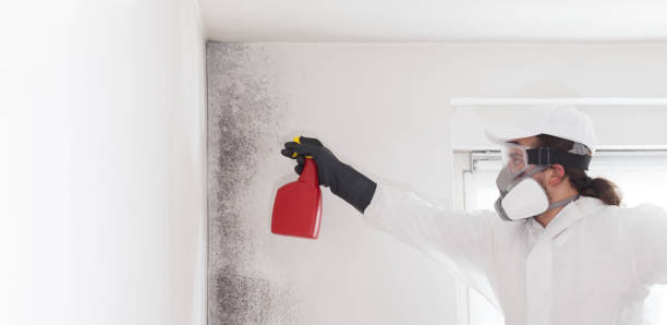 Best Toxic Mold Removal  in Alliance, NE